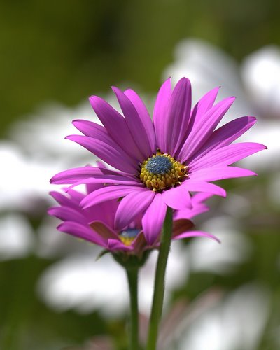Osteospermum